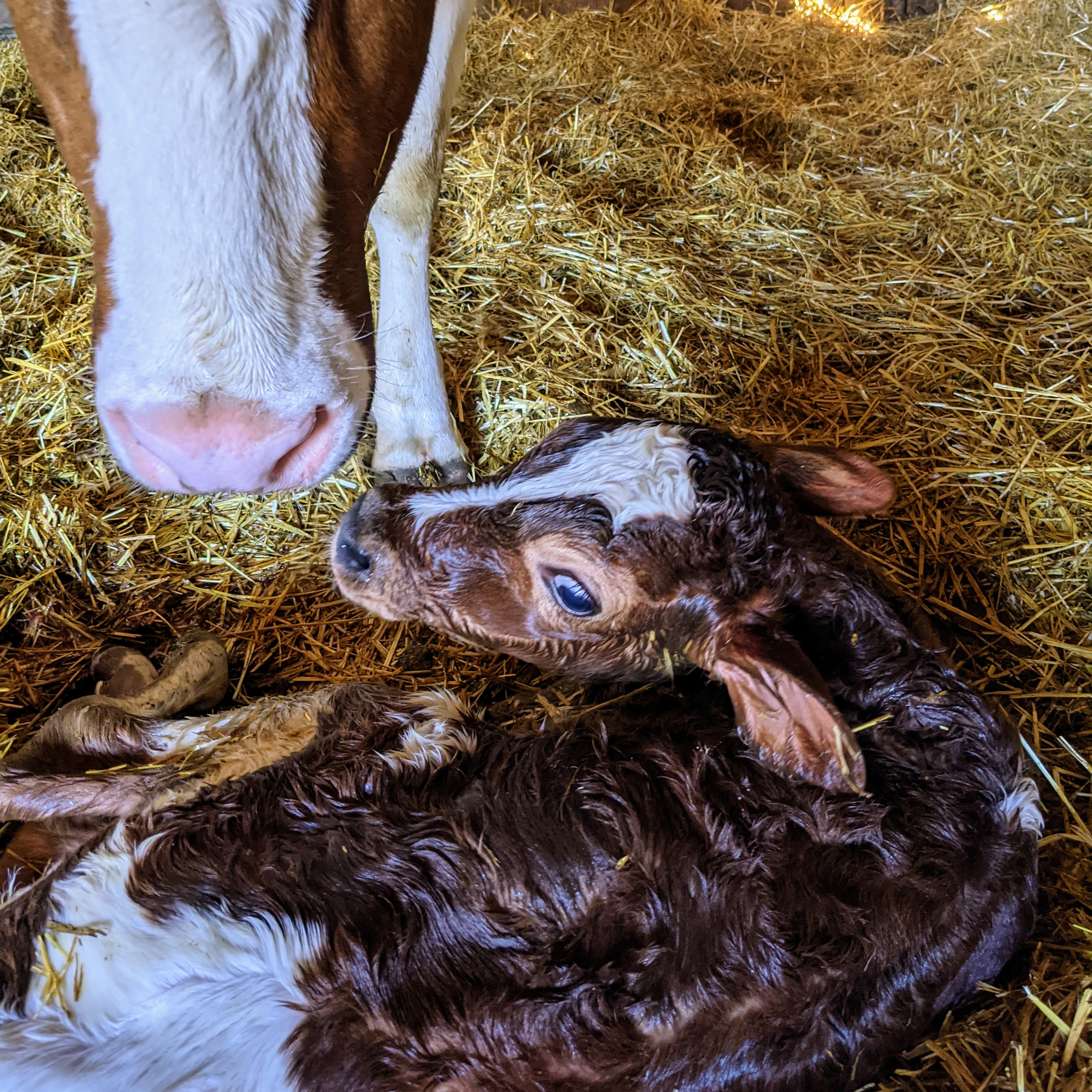 Dairy Researcher Digs Into Behavior And Housing