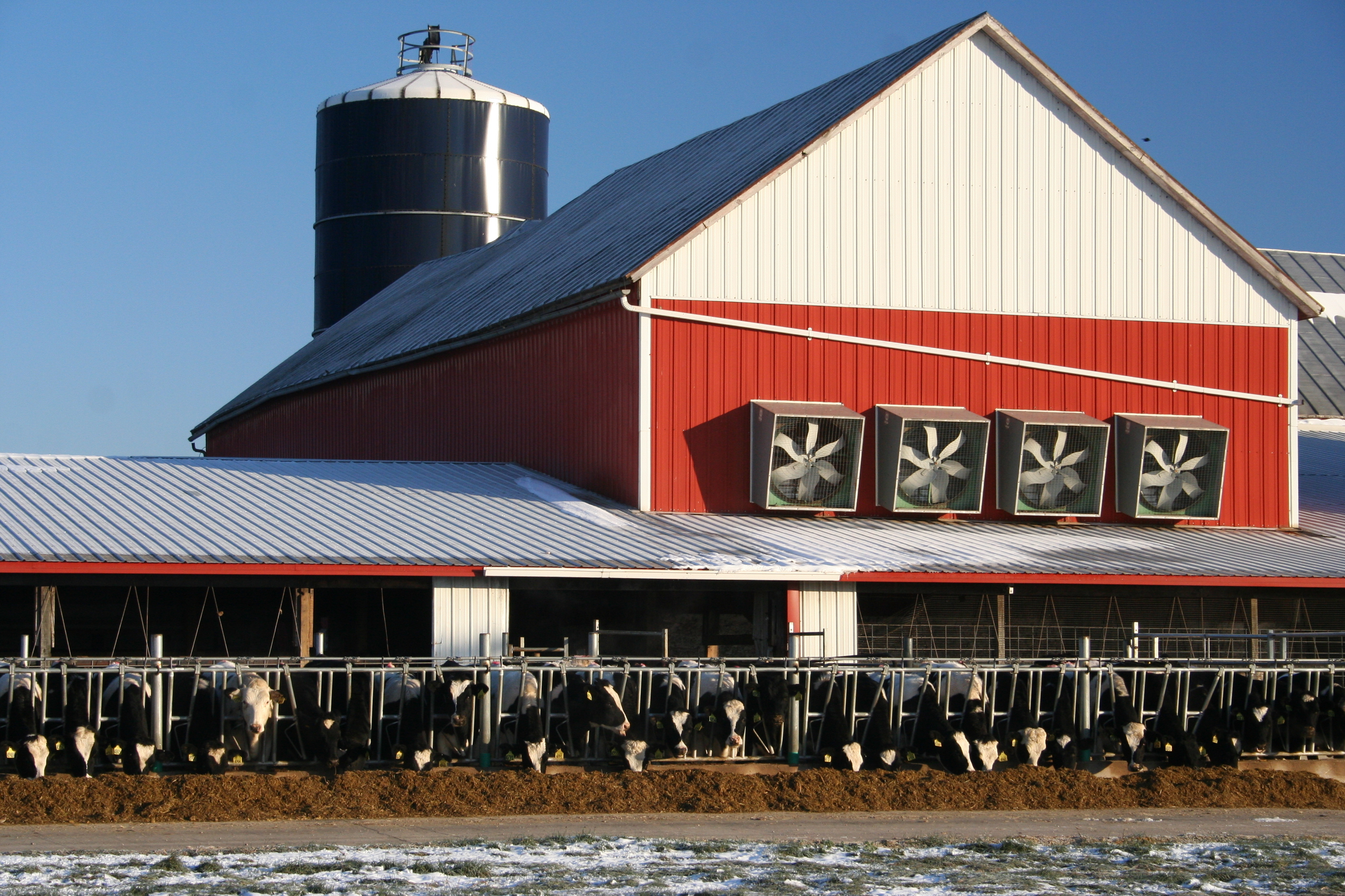 "Bundle Up" Your Cows For The Winter