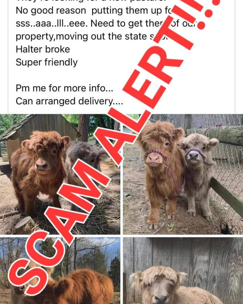 More Details On Facebook Cattle Scam And Golden E Dairy