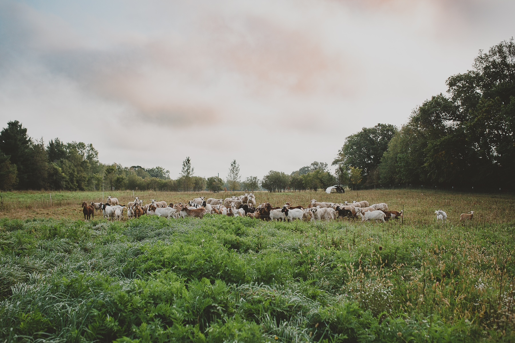 MID-WEST FARM REPORT - MADISON