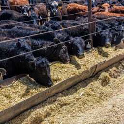 Maximize Your Cattle Value