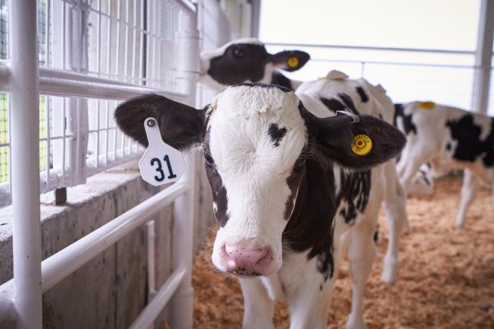 Baby Calf Bellies Need Special Attention - Dr. Jill Soderstrom