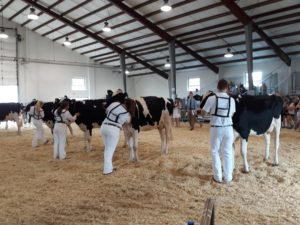Dairy Cattle Judge: What They Look For
