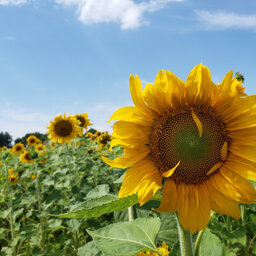 Sunflowers - More Than Just A Backdrop