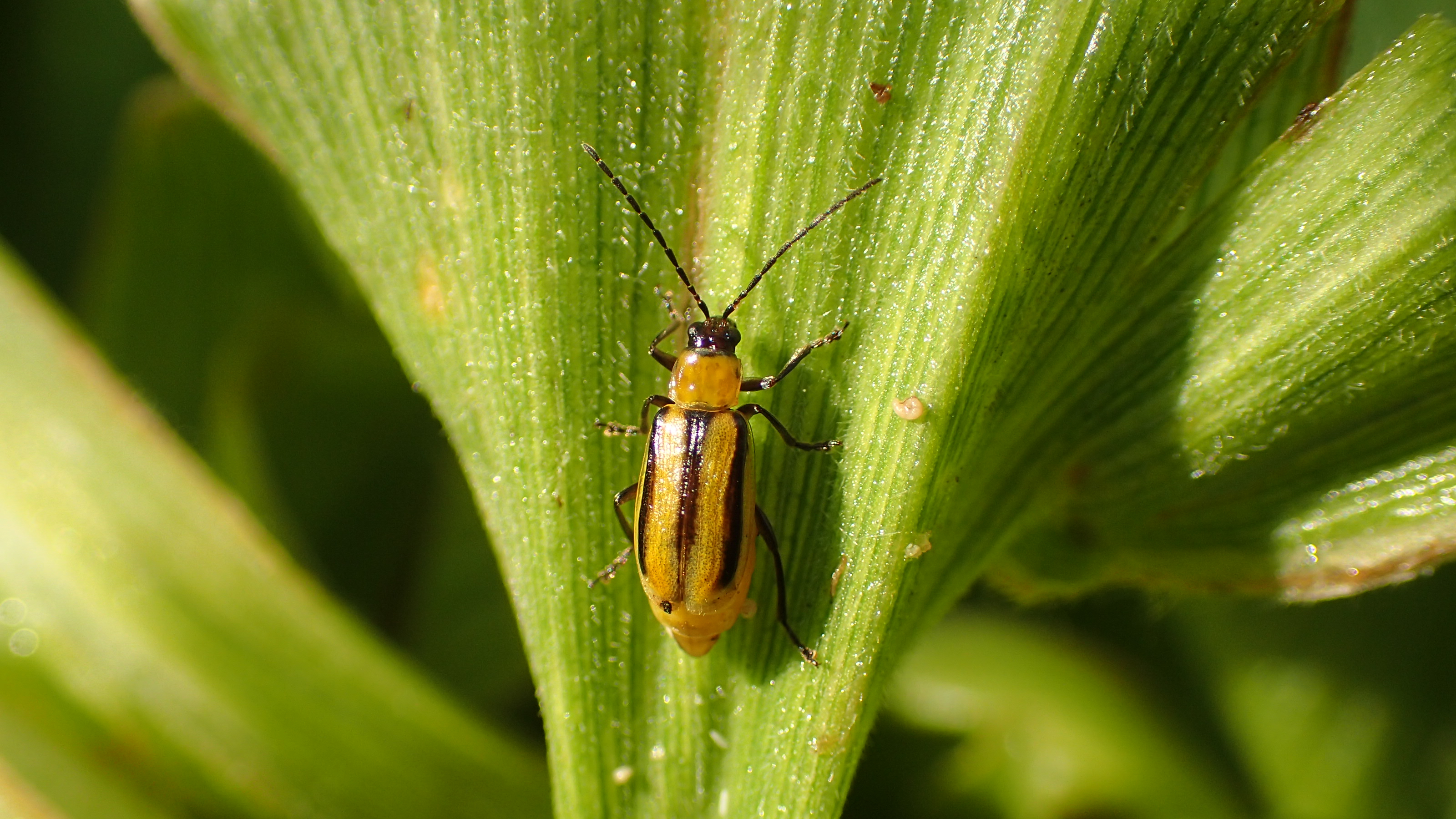 Stay Ahead Of Rootworm
