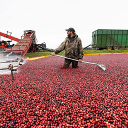 Wisconsin's No. 1 Fruit: Cranberries