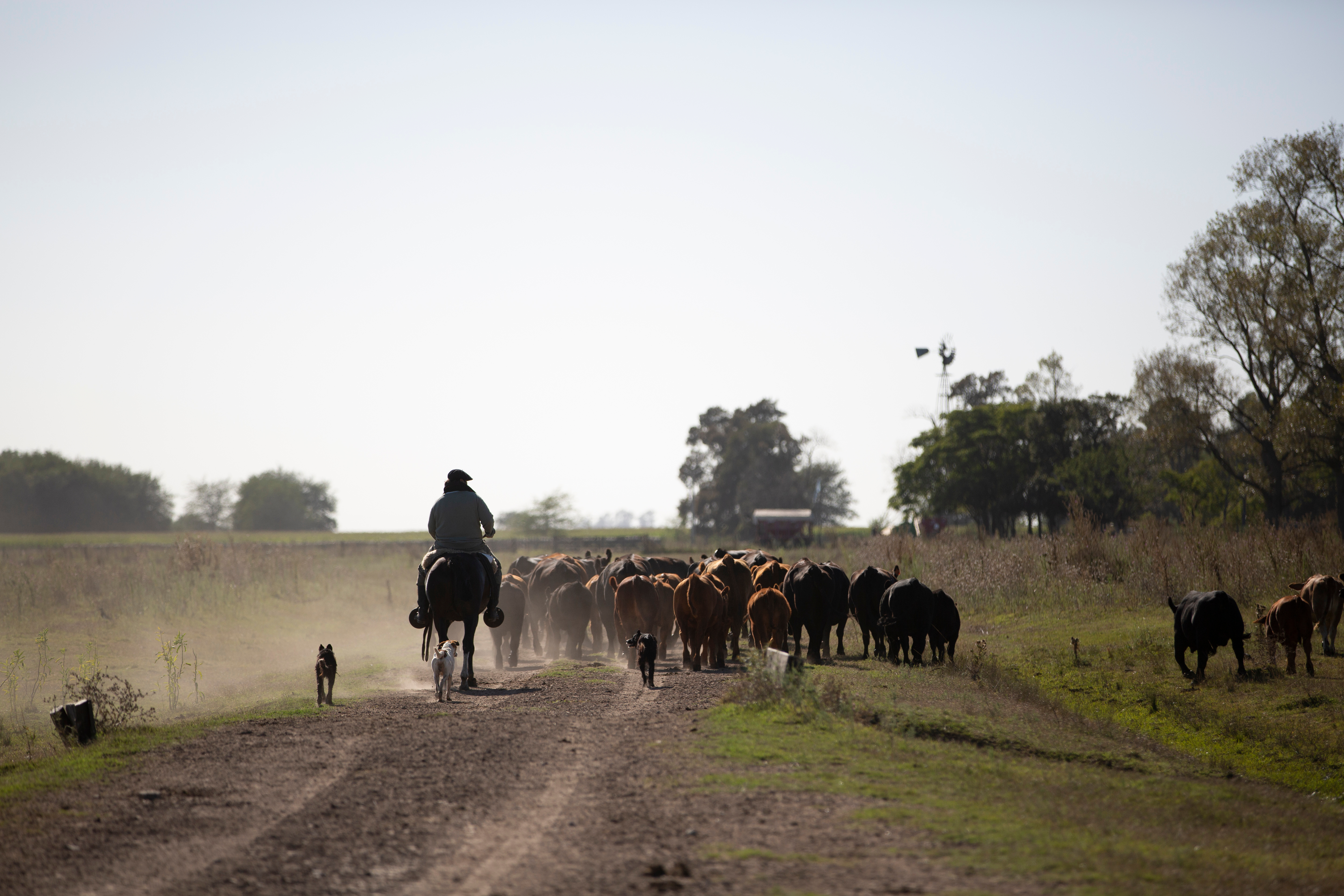 NCBA - Beef Bounces Back