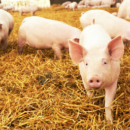 Pork producers and processors see a positive impact from Passion for Pork