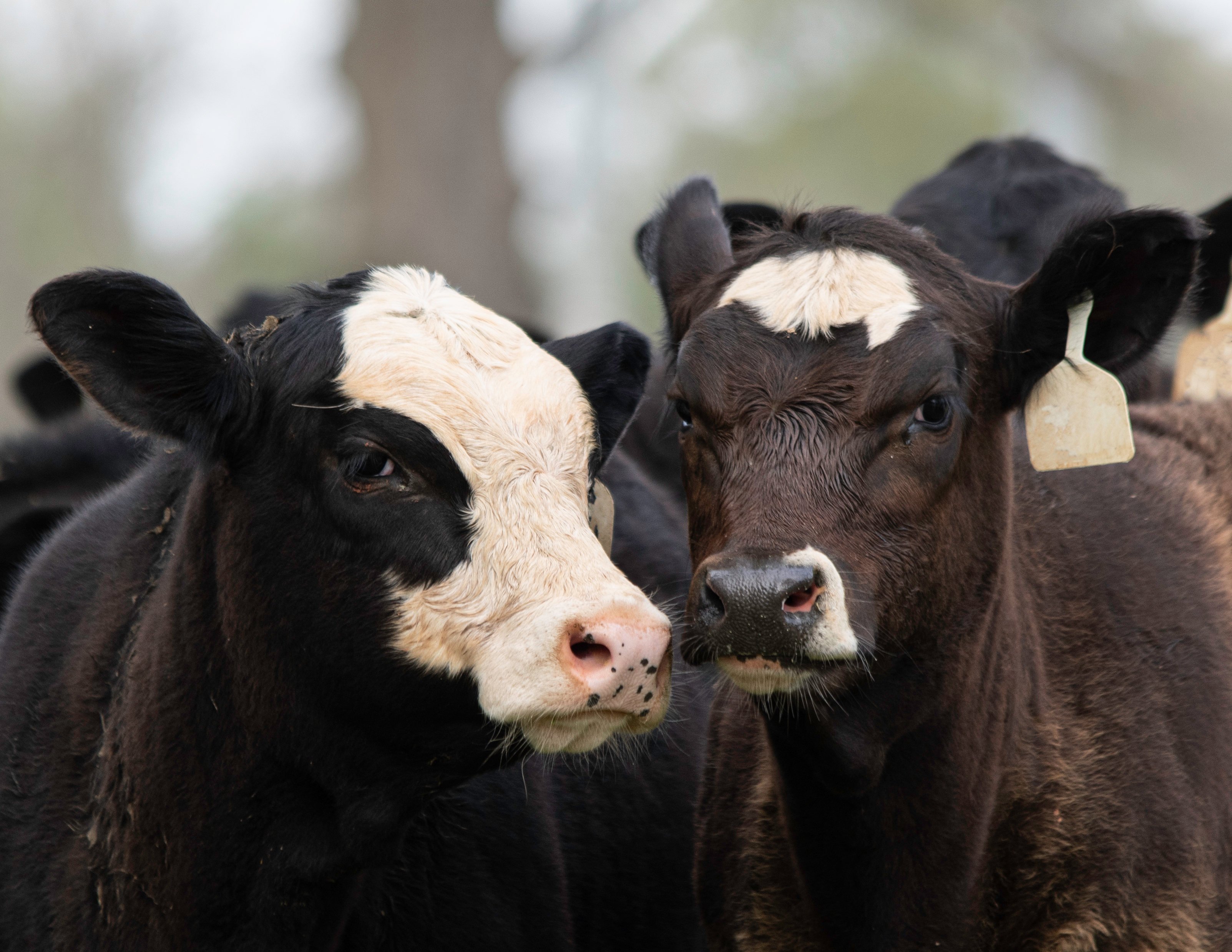 Crossbred Calves Here To Stay