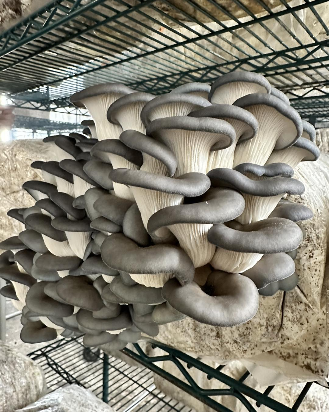 What Does It Take To Be A Mushroom Farmer?