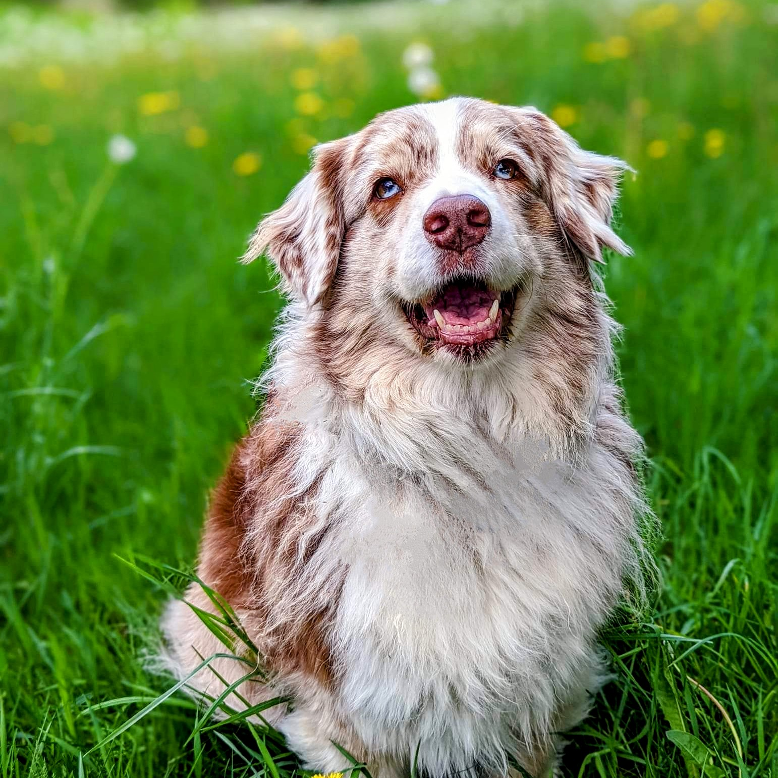 Veterinarian Bridges Human And Pet Oncology