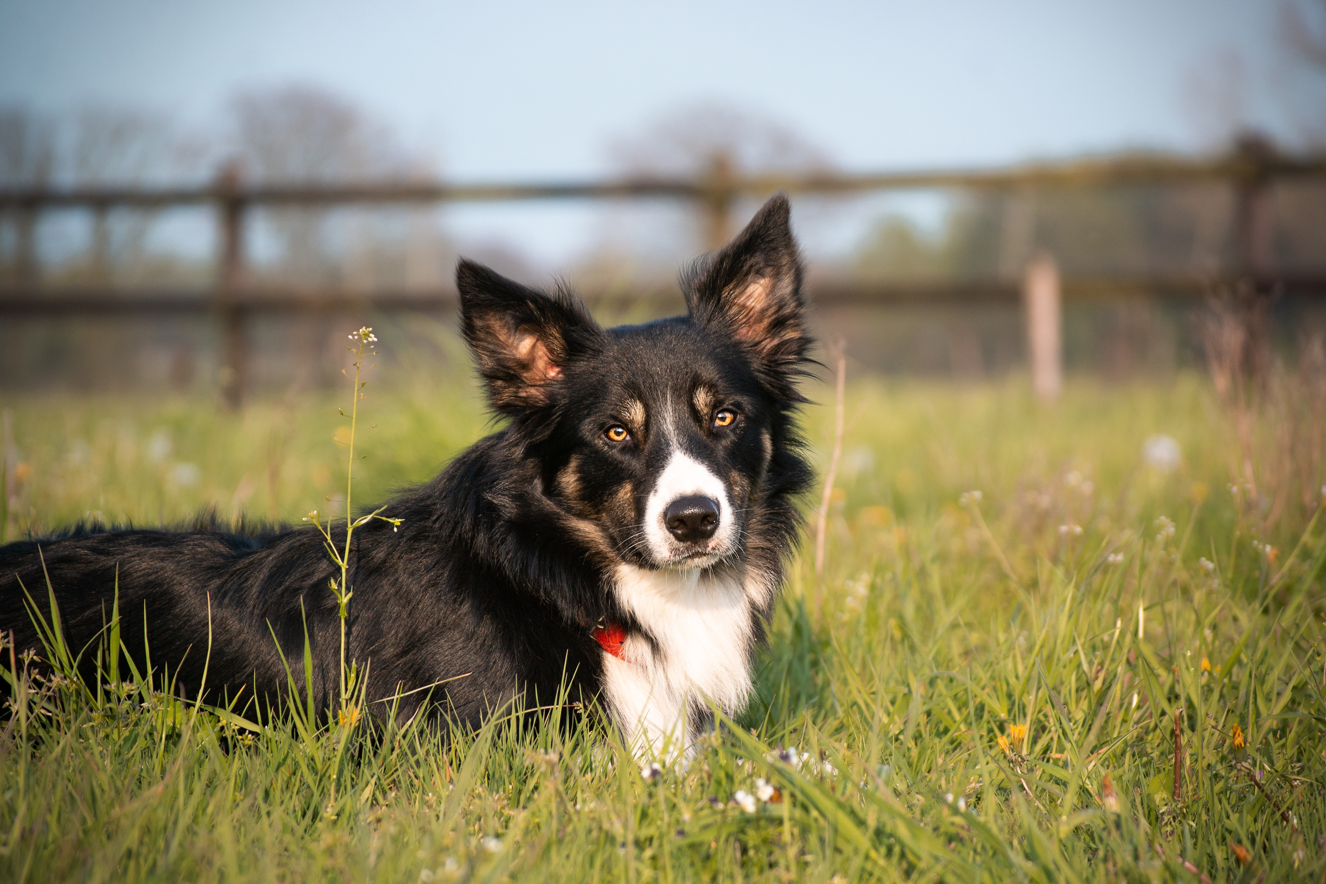 Herding Hope, Healing Hearts: P.H.A.R.M. Dog USA's Impact