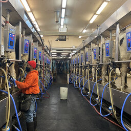 Milking Cows Helps Inmate Change Course