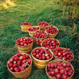 Get Your Apples Before They're Gone