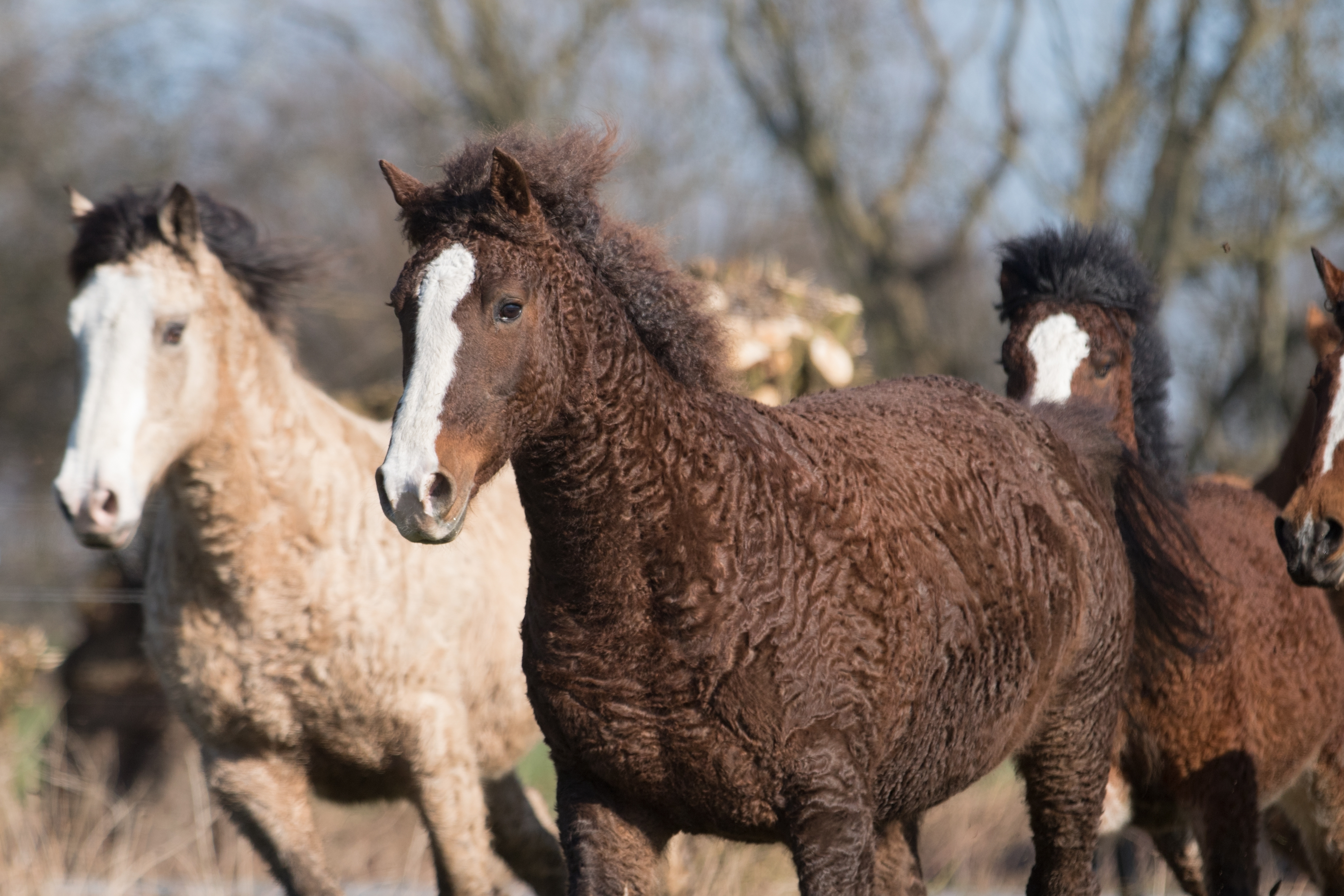 Ringlets & Curls Define This Rare Horse