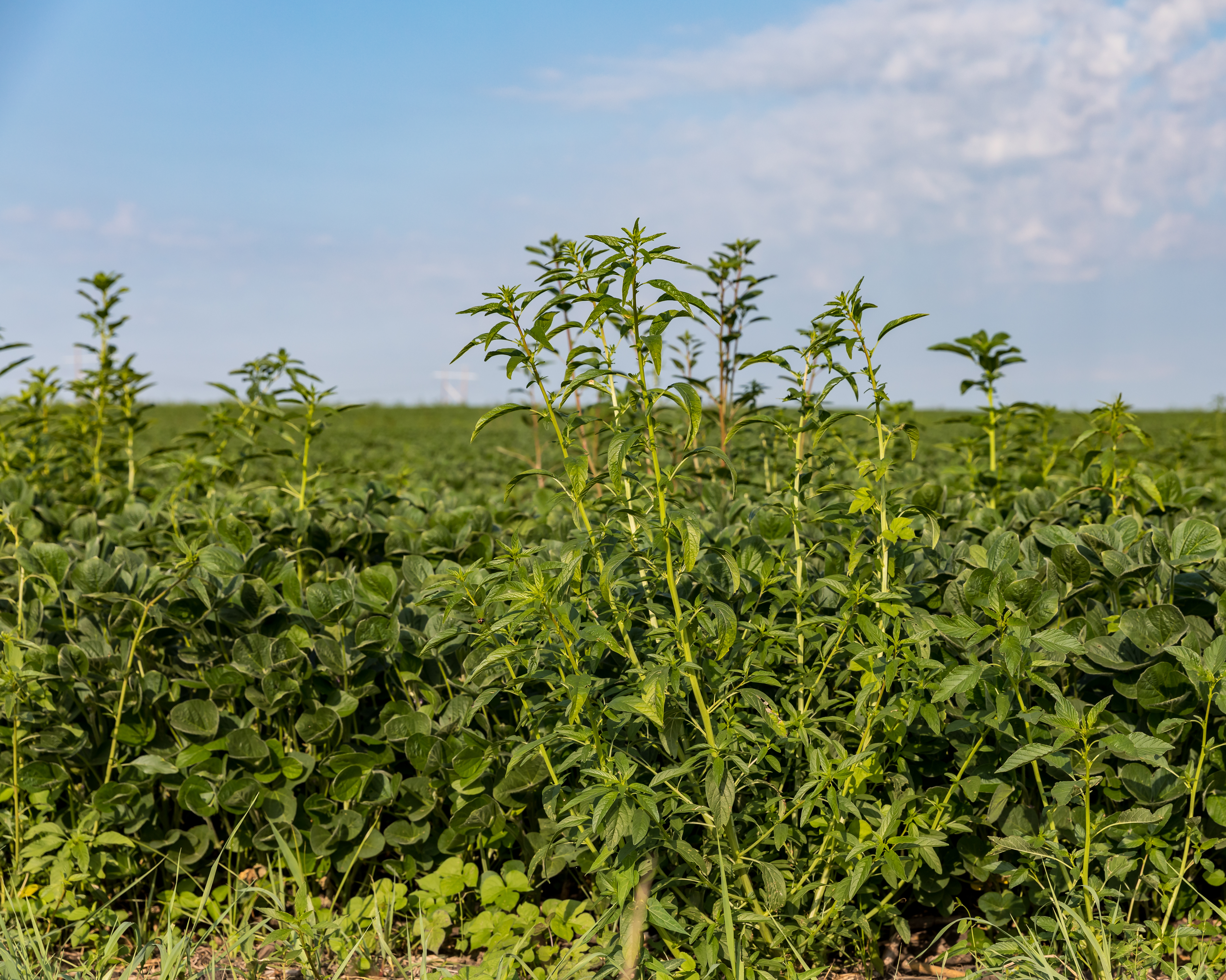 Finding Answers On Herbicide Resistant Waterhemp