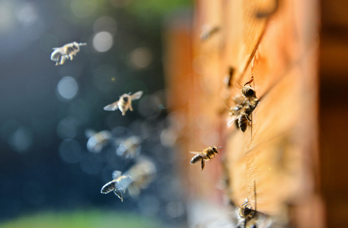 UW Masters Program Focuses On Bees