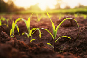 MID-WEST FARM REPORT - MADISON