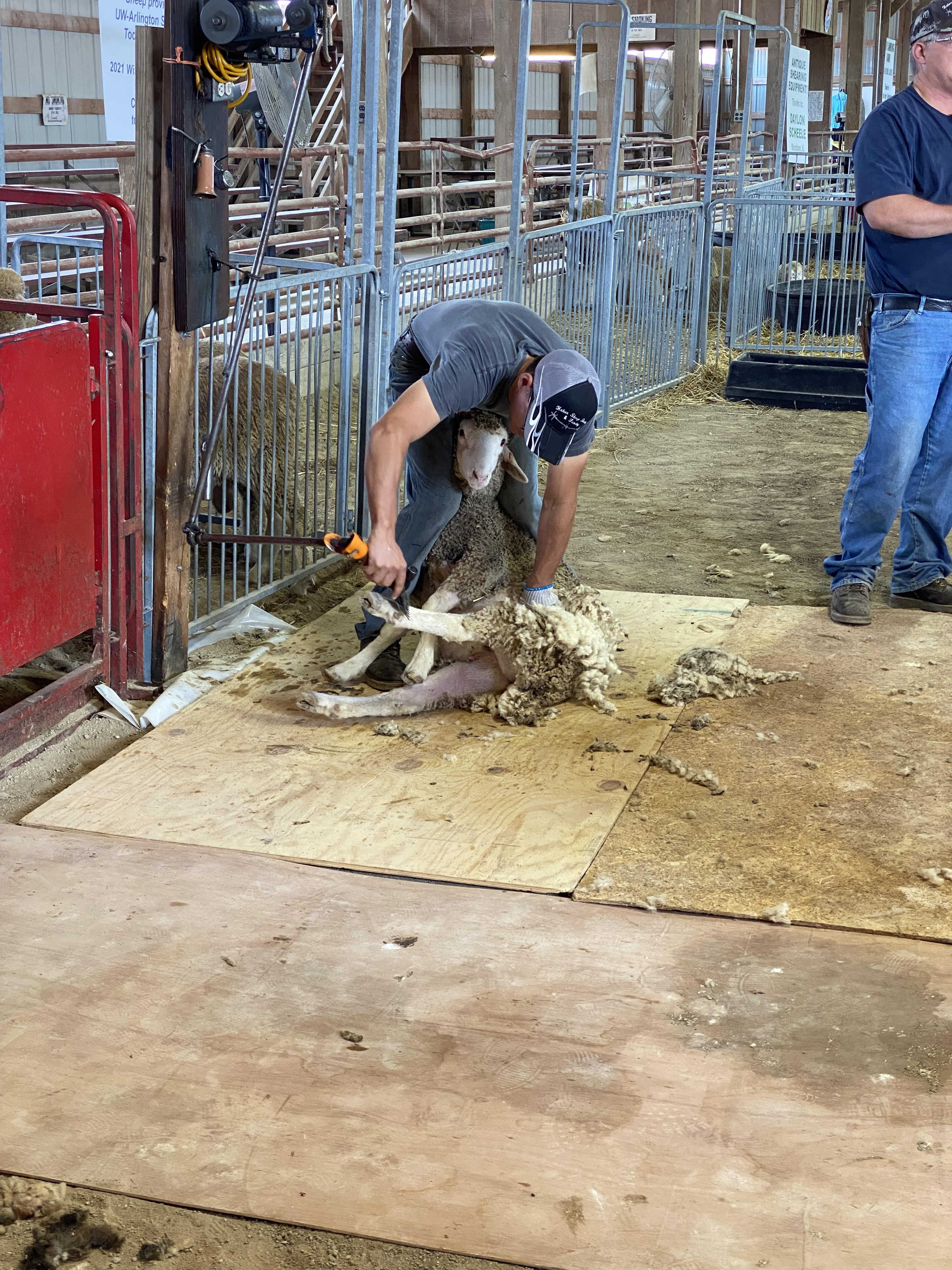 Sheep Shearing 101