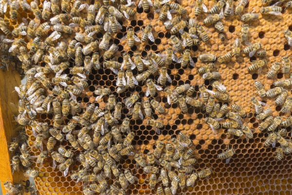 Redefining Beekeeping in Urban Areas