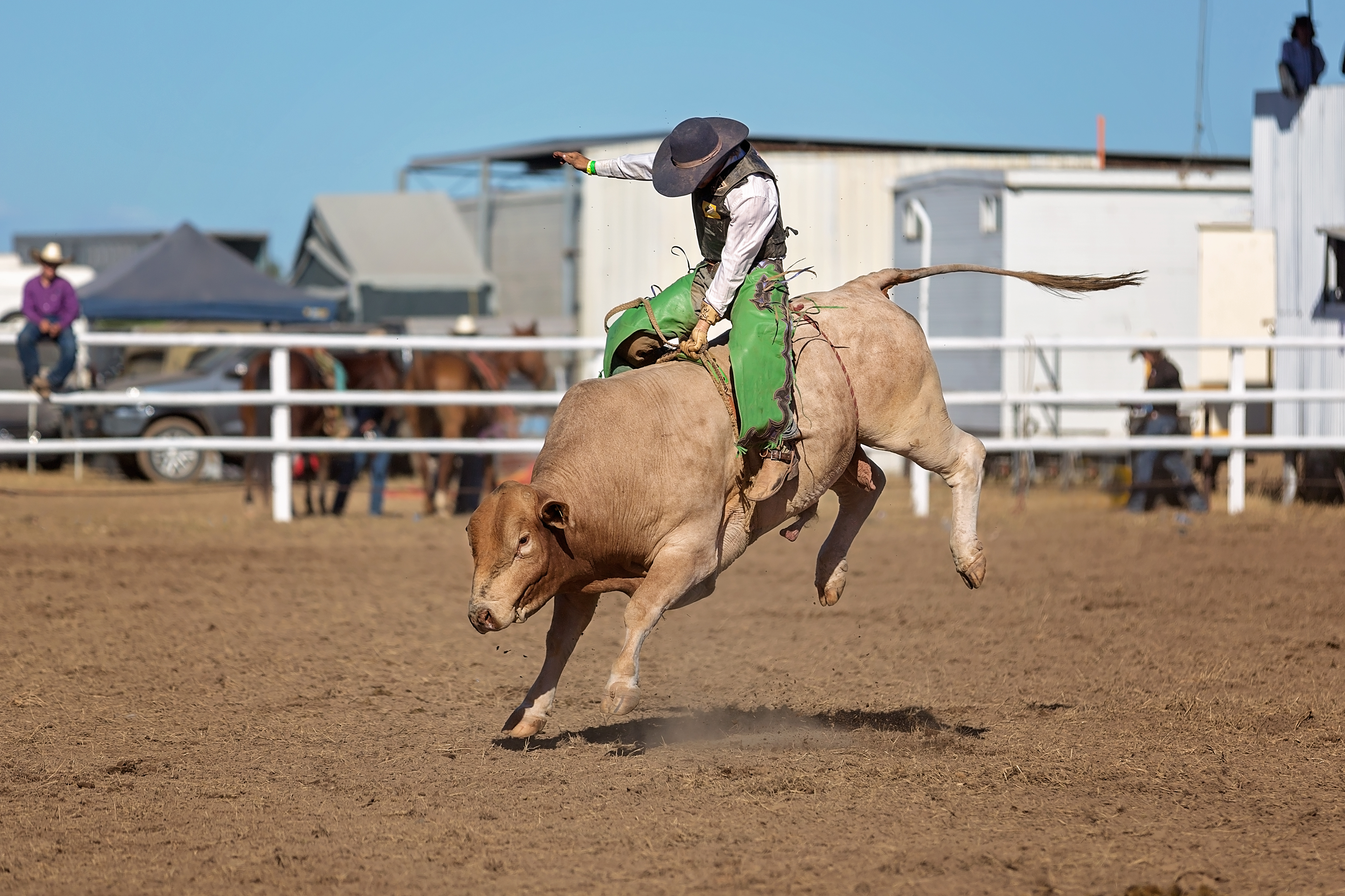 All About Bucking Bulls