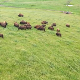 WI Bison - Small But Mighty Group