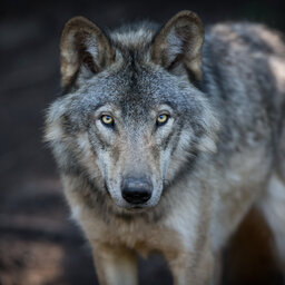 Gray Wolves Problem For Wisconsin Farmers
