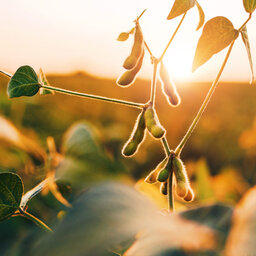 Building Demand For American Soybeans