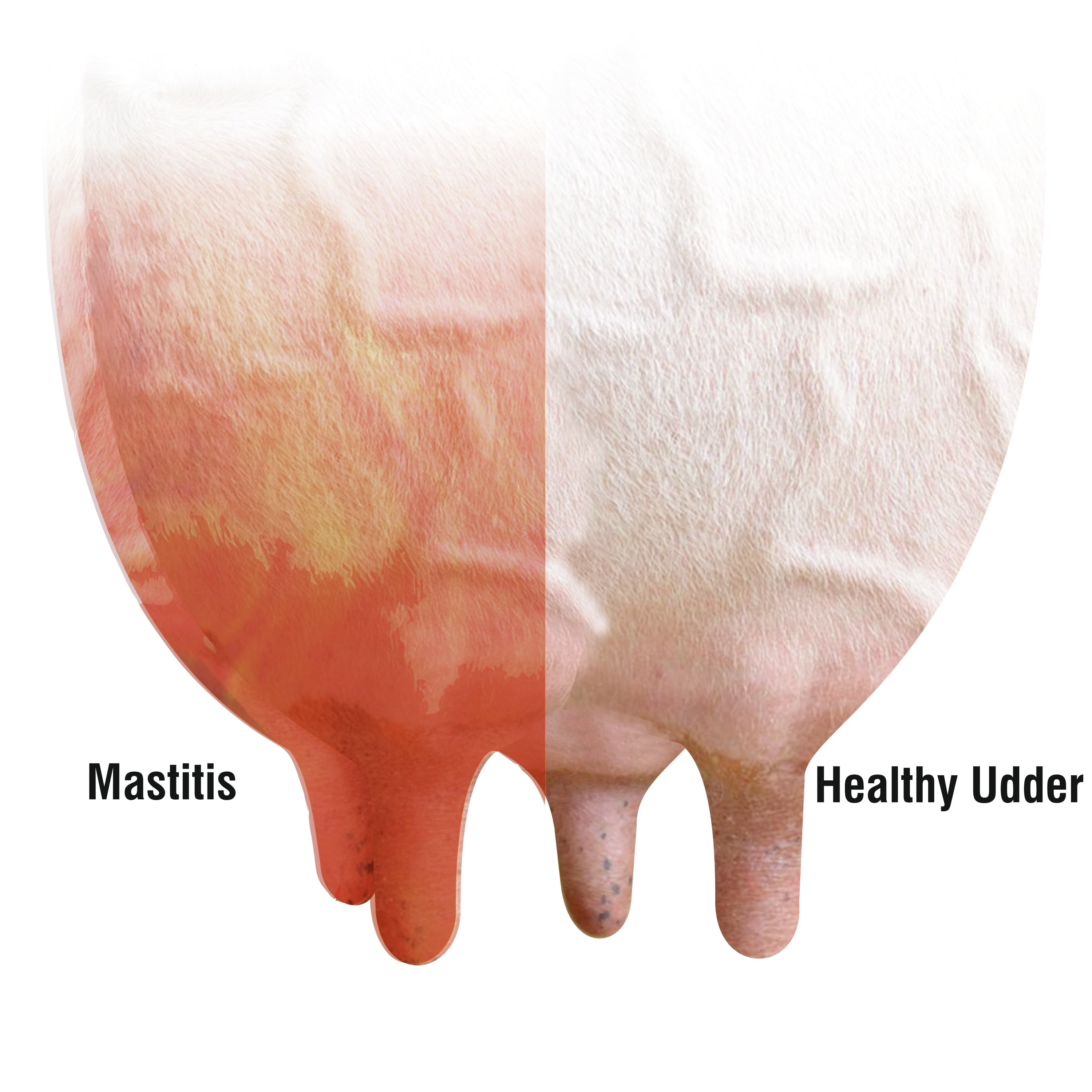 Melting Away Mastitis With MagnaWave