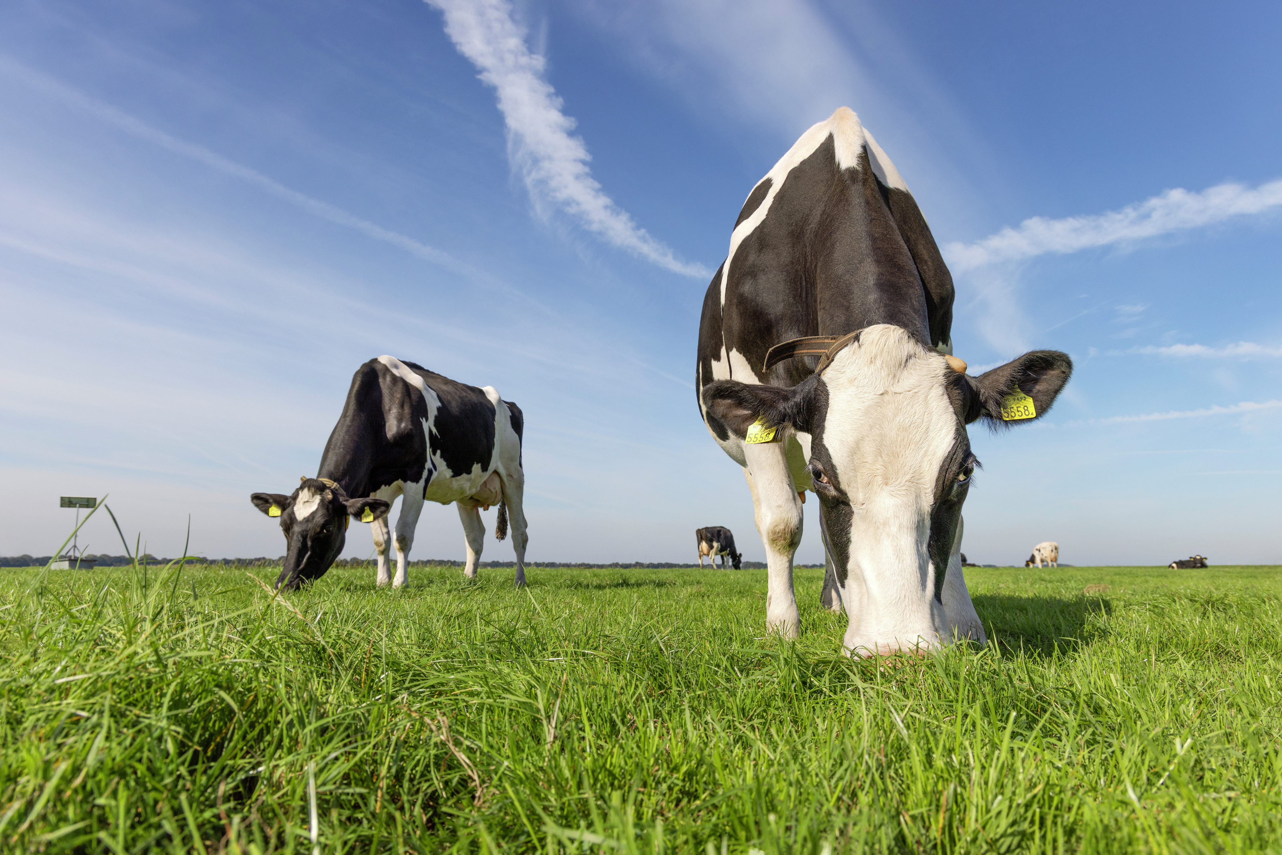 How Sustainability Goals Can Start on the Farm episode artwork