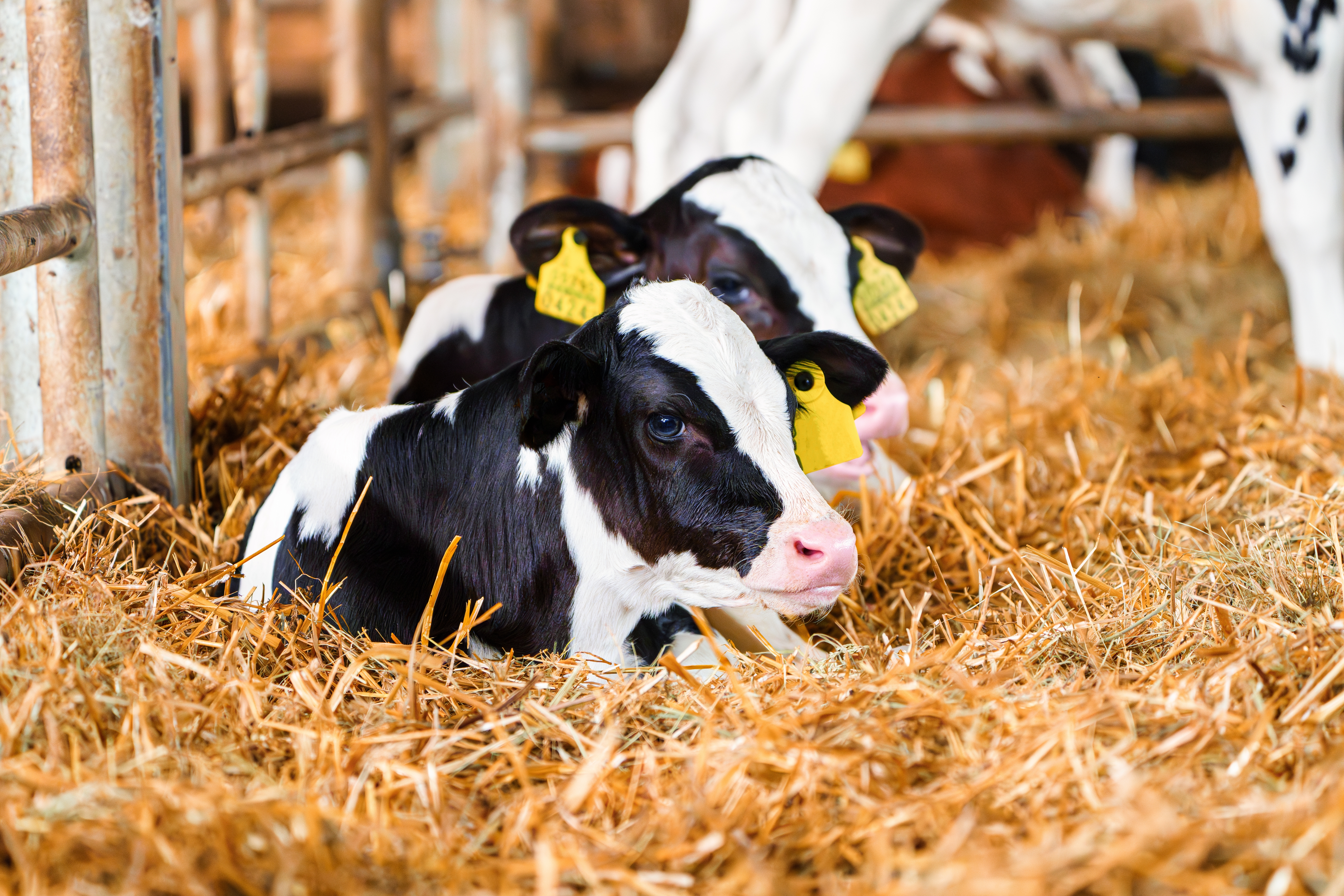 Keys to Maximizing Results with Your Calves