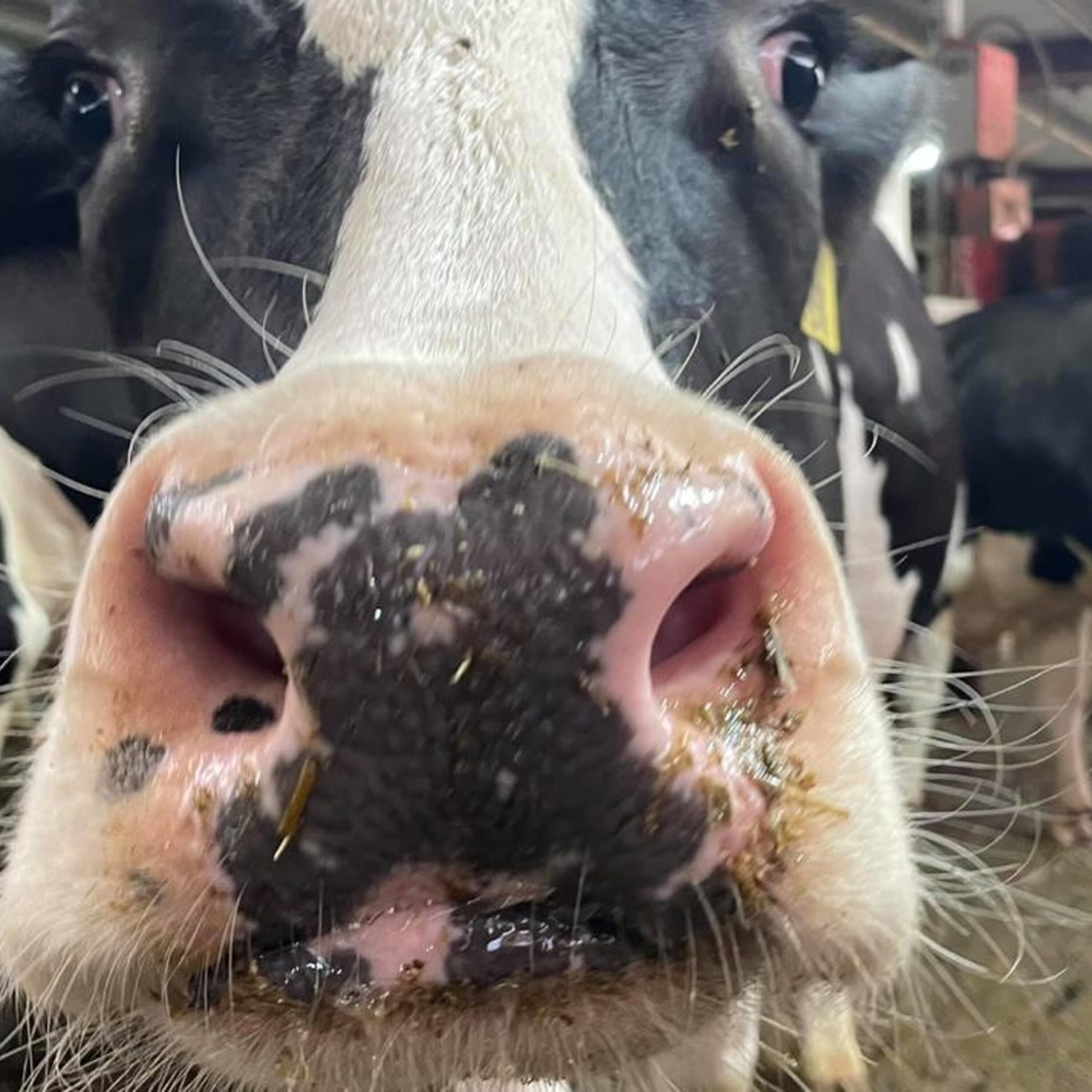 See Farm Life First-Hand At Hinchley’s