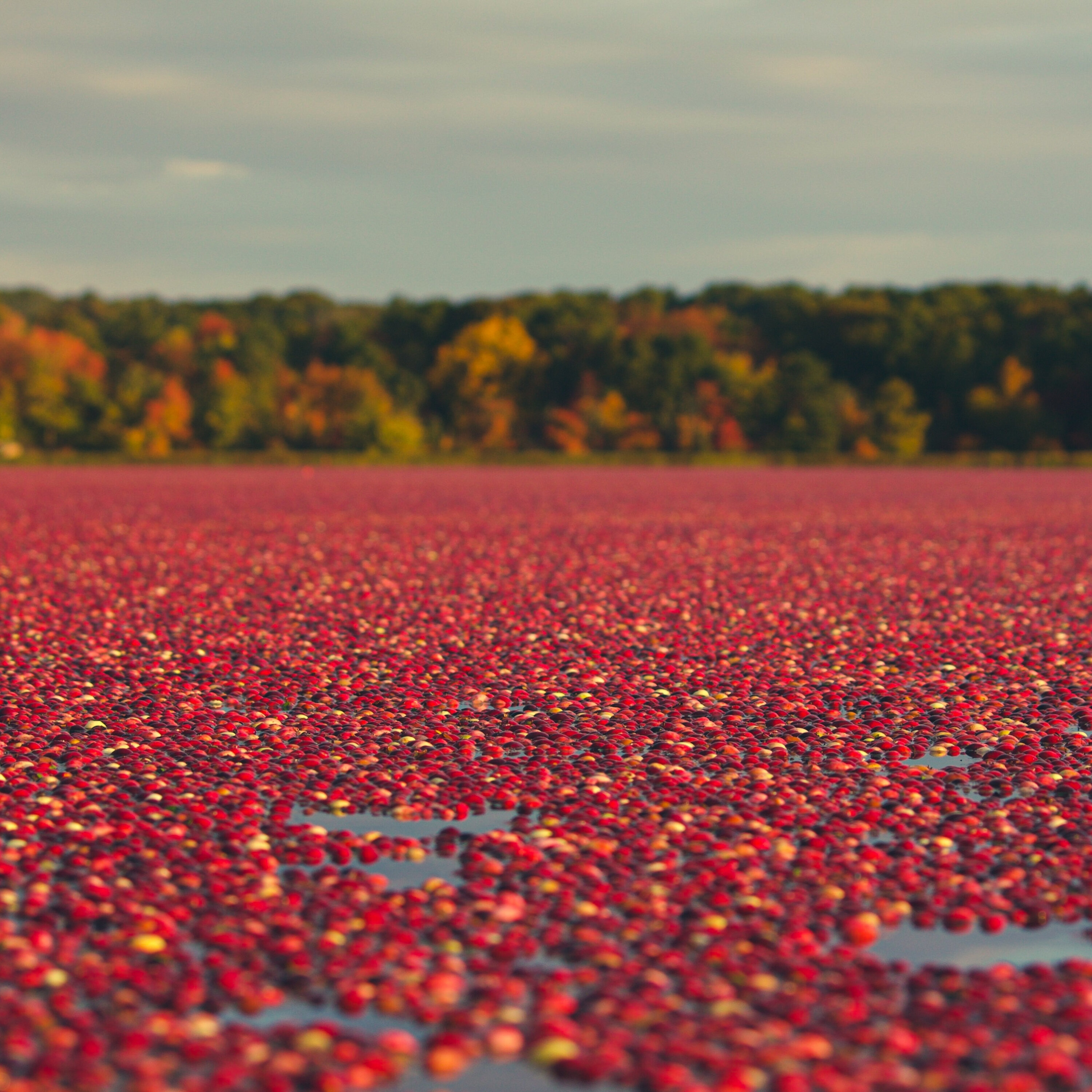 Explore Cranberries At The Wisconsin State Fair episode artwork