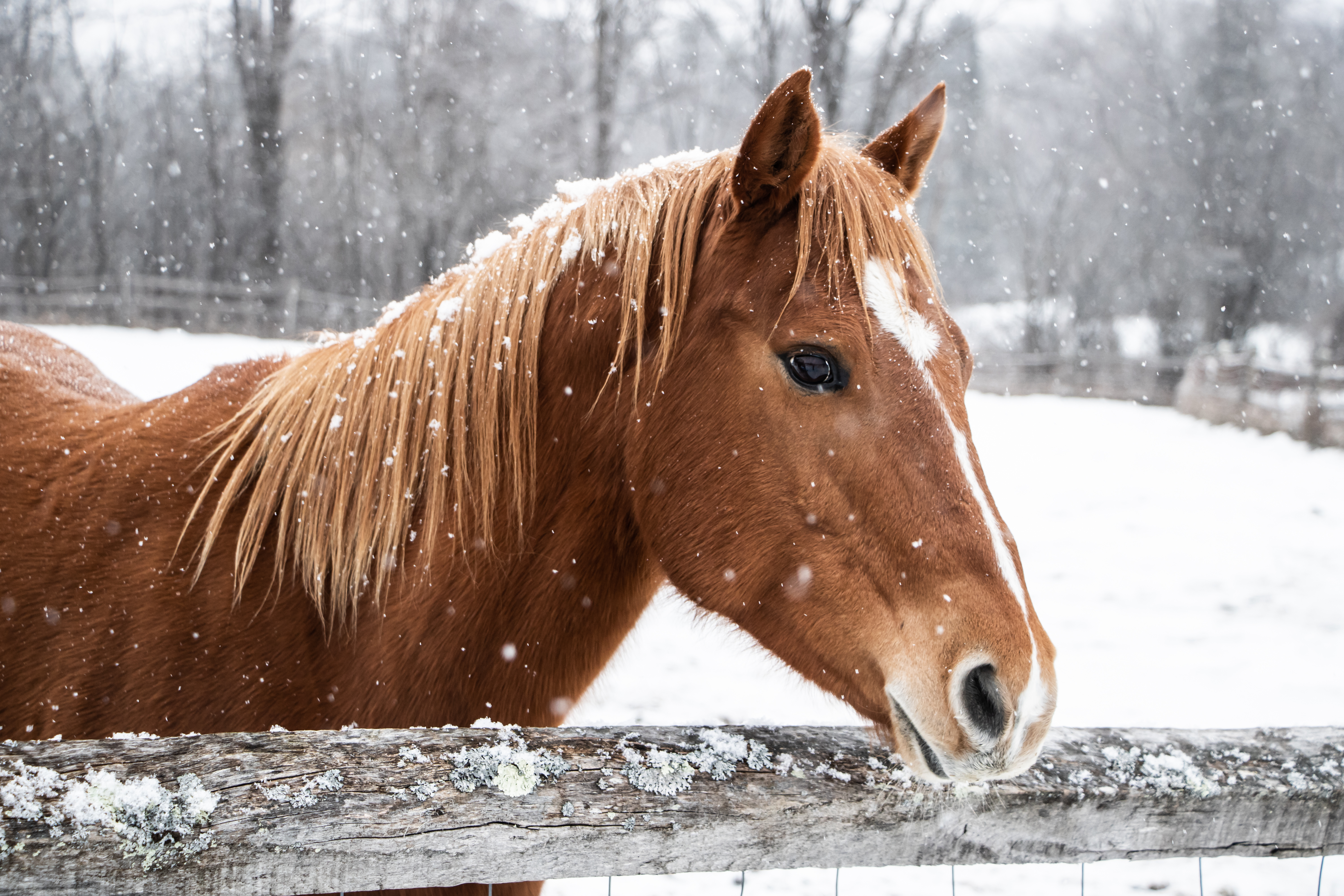 From Hoof Care to Hydration: Winter Tips for Horse Owners