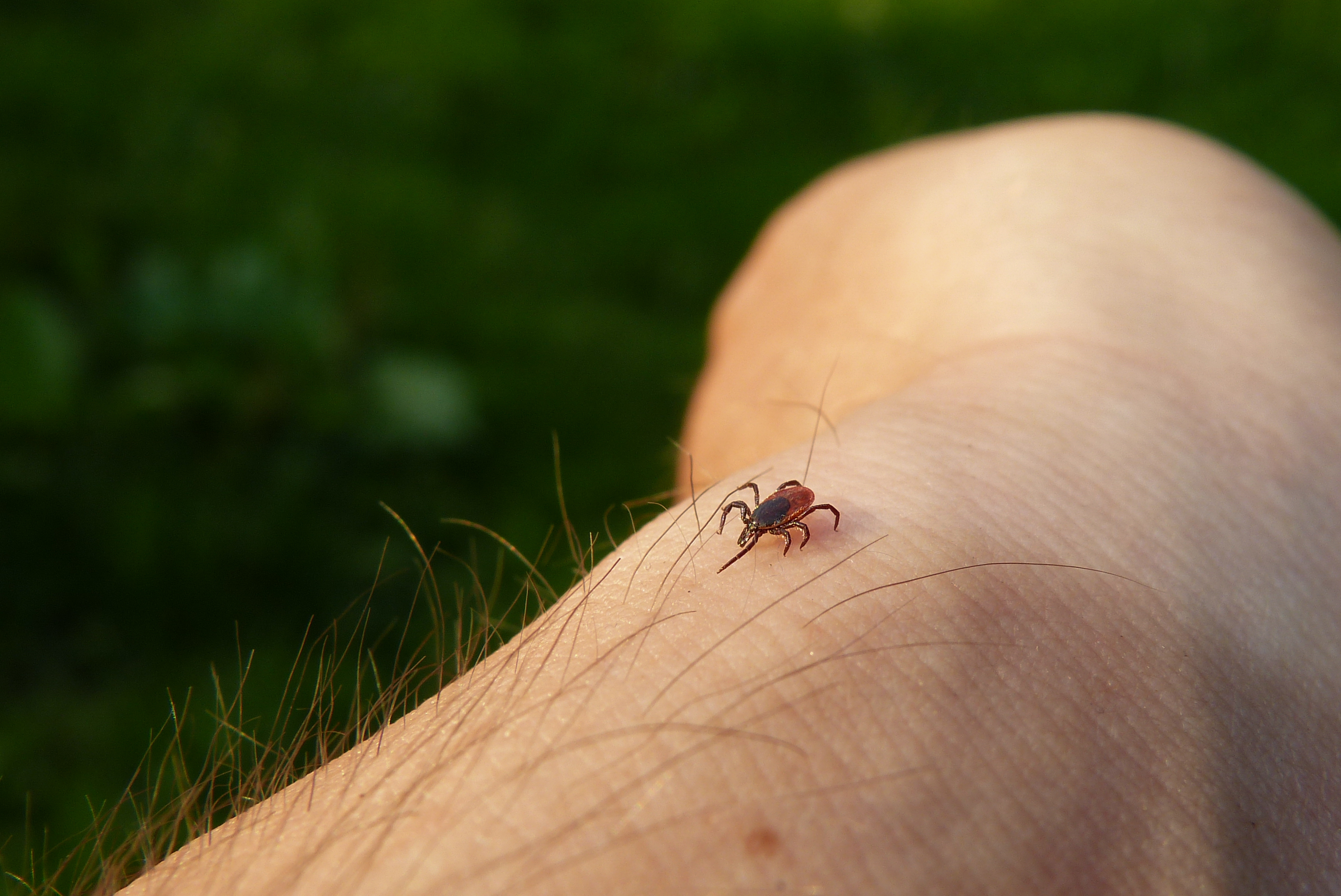 Spring Bugs On The  Move