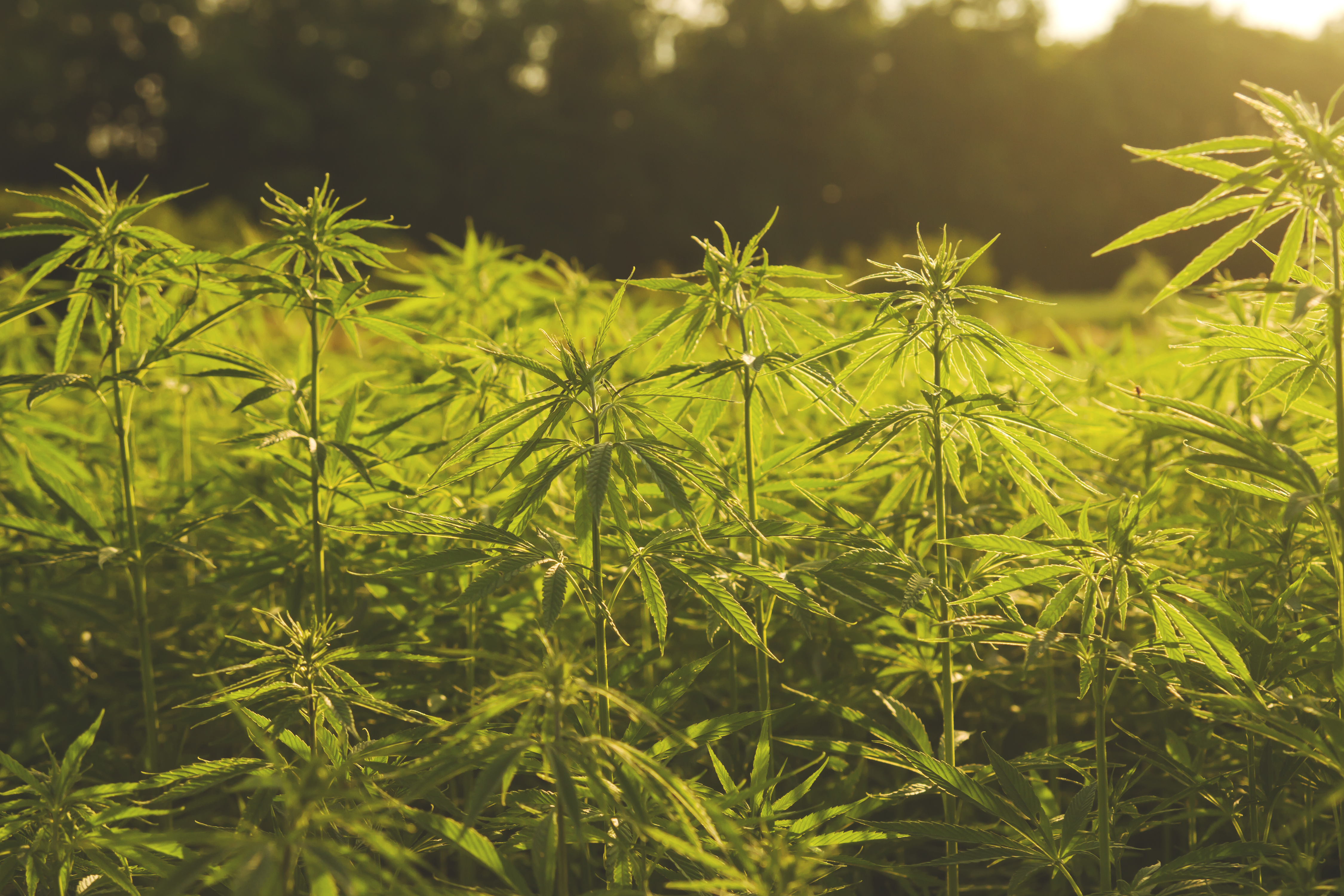 Grain & Fiber Hemp Gaining Traction