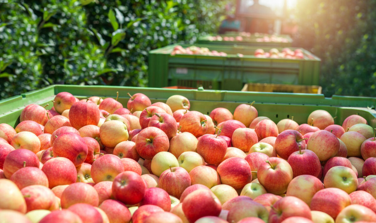 Low Disease Pressure In Fruit Crops This Year