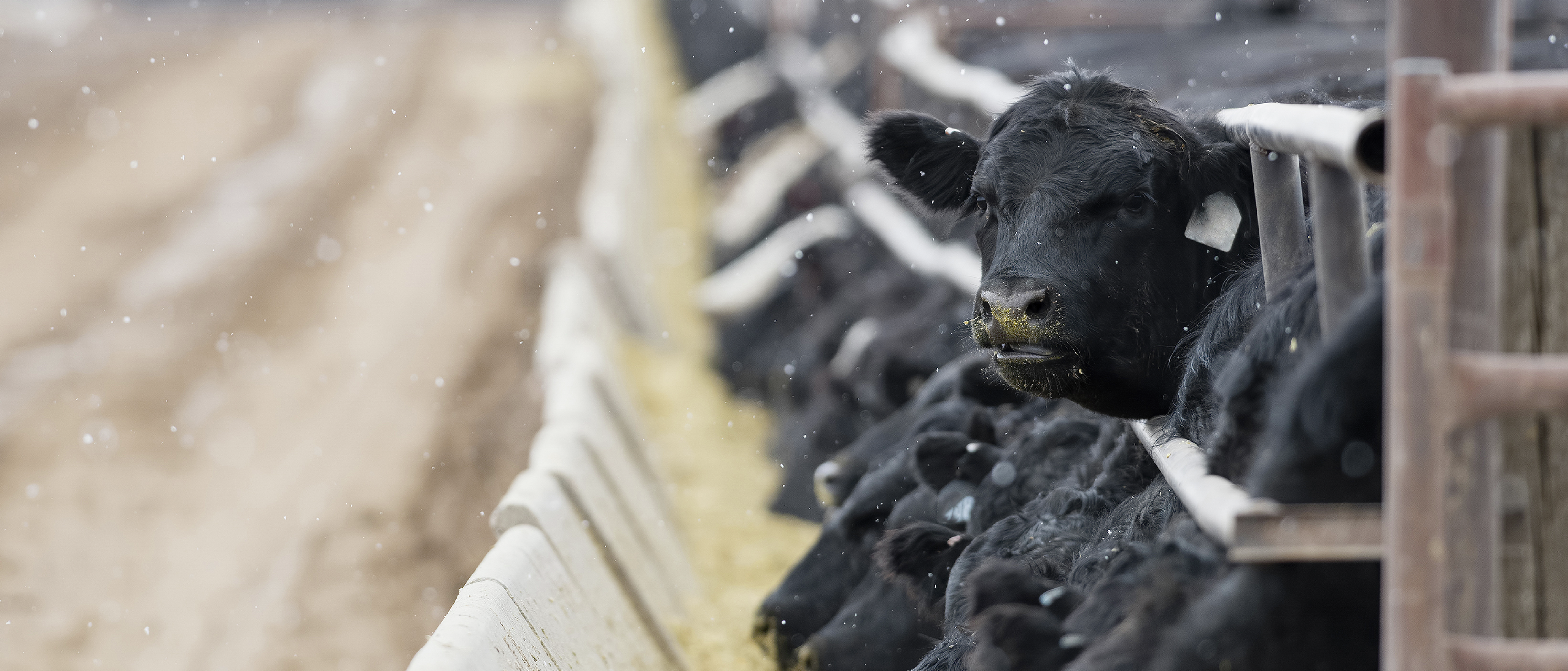 Let's Talk Livestock Risk Protection For Those Beef On Dairy Animals - Matt Ramsey