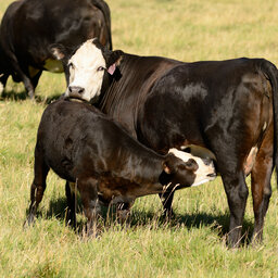 US Beef Cow Numbers Dropping
