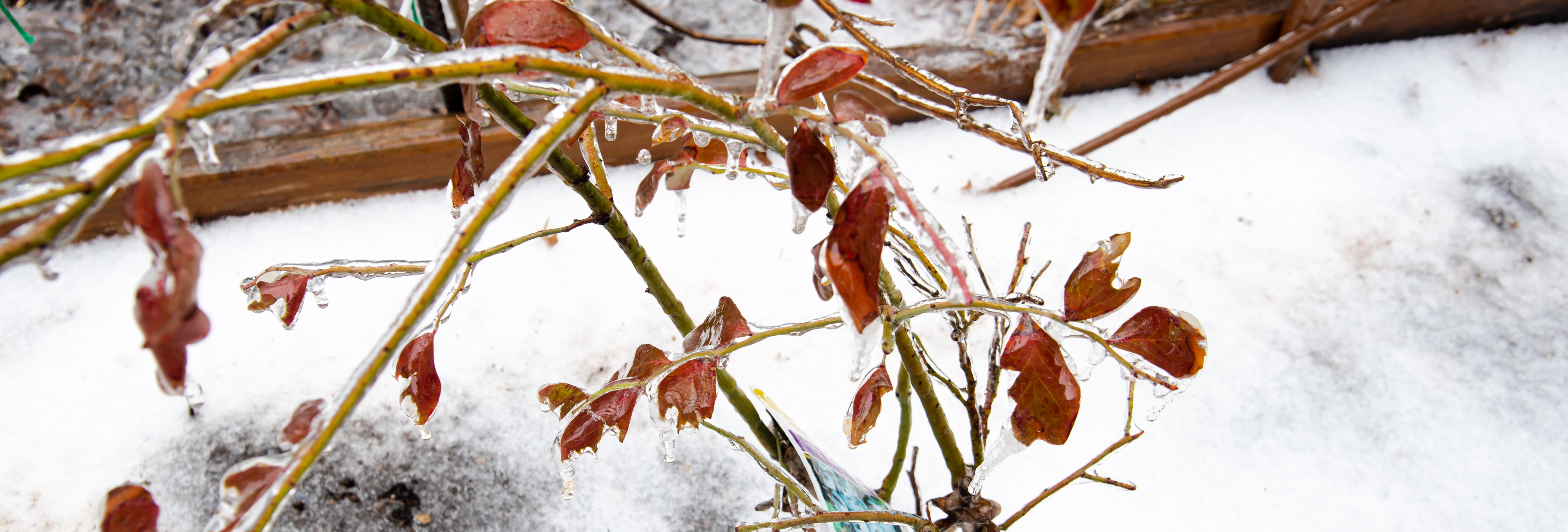 Nurseries and Plants Vs. Winter