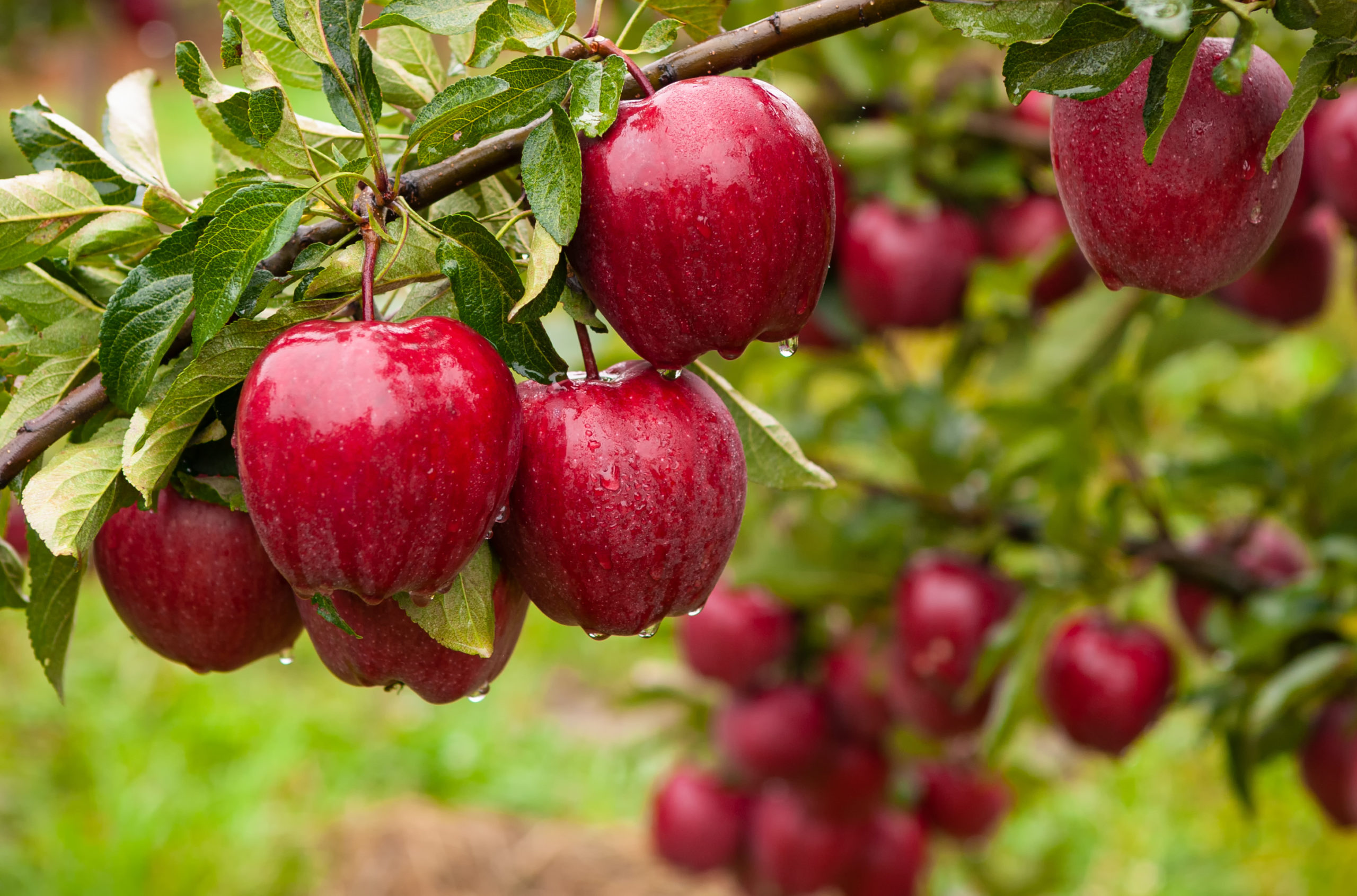Apple Production On Track