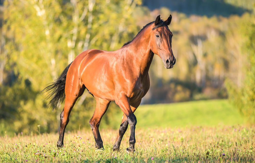 A Vet's Perspective On Racehorse Care