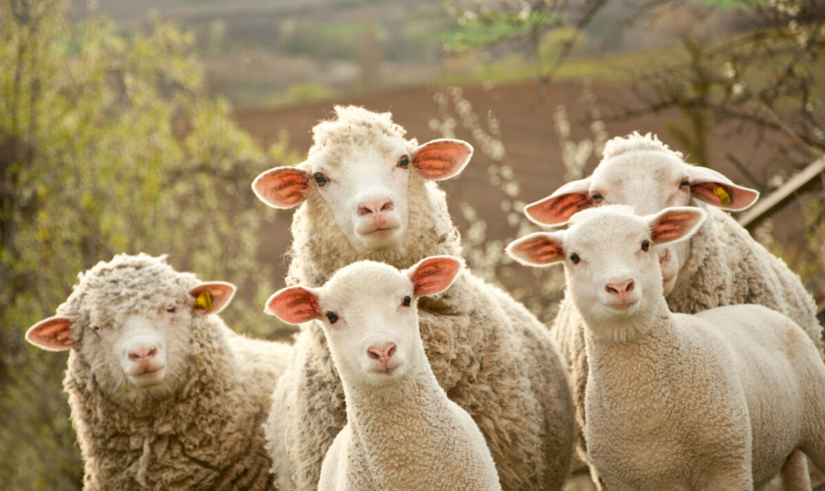 What Sheep Beginners Should Know To Keep Flocks Safe & Productive