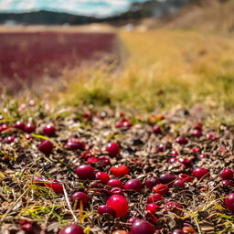 Connecting Cranberries To FFA