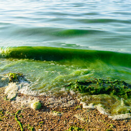 Innovation Hub Hire To Tackle Algal Blooms