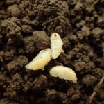 Take Proactive Measures Against Corn Rootworm