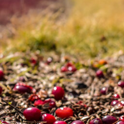 Cranberry Farms Work With Nature