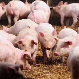 Pork Producers Affected By Inflation