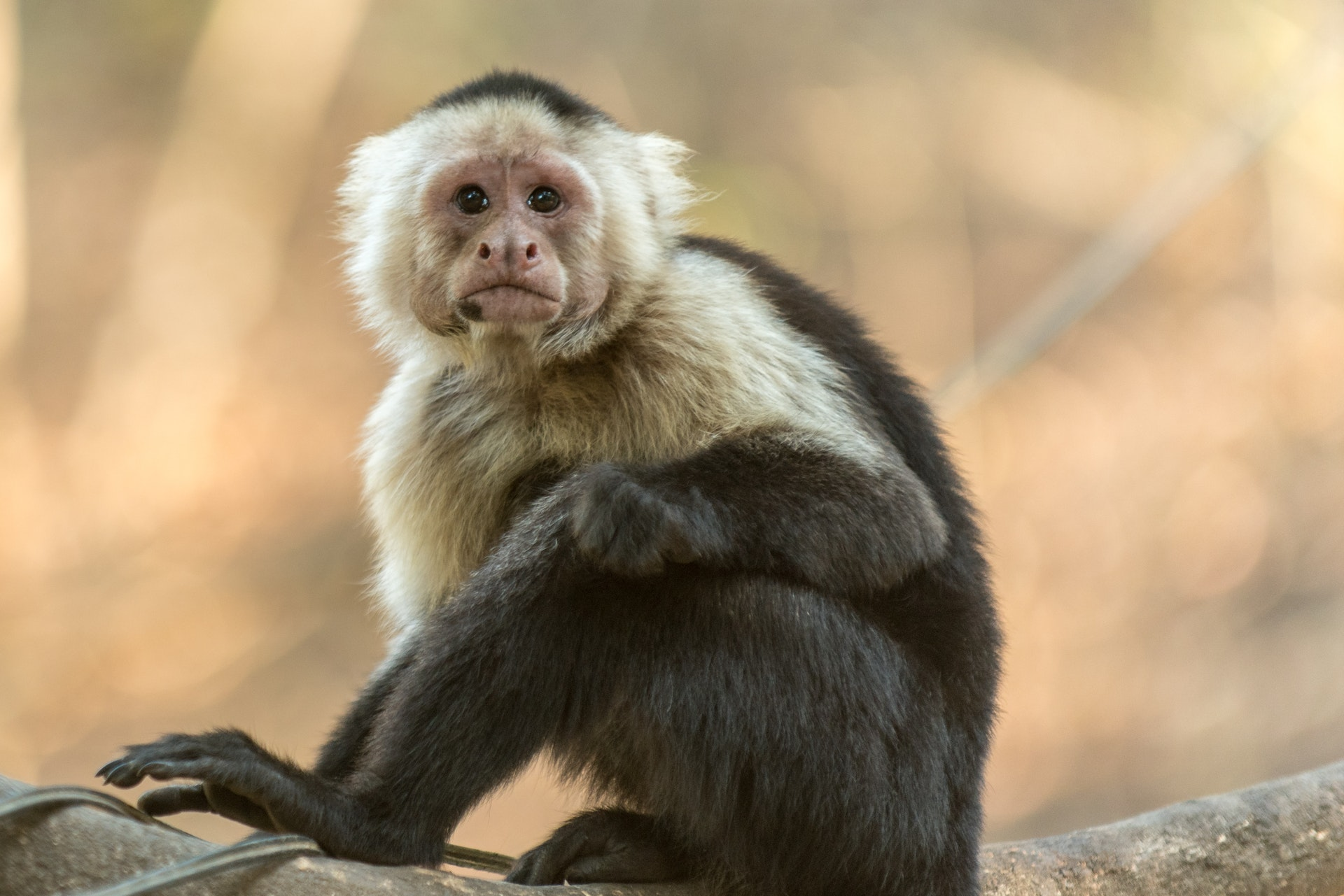 The one with a pet monkey