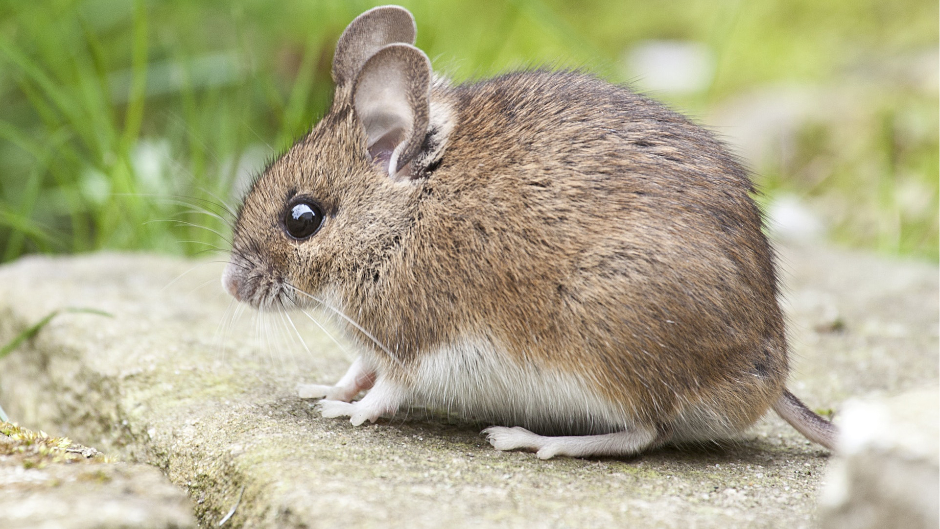 The Monday Morning Throwback - Brian's mouse problem